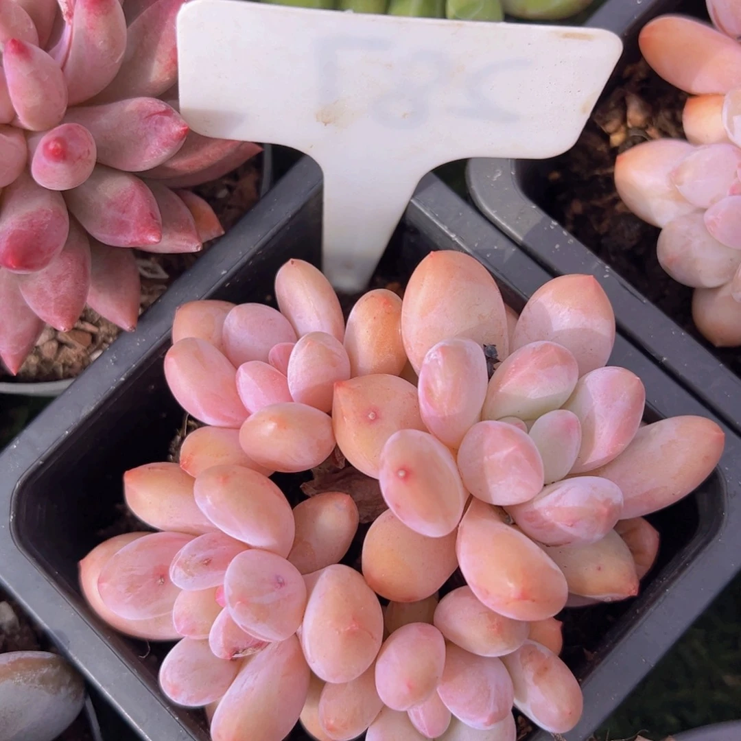 香玉的故事是一个人的故事