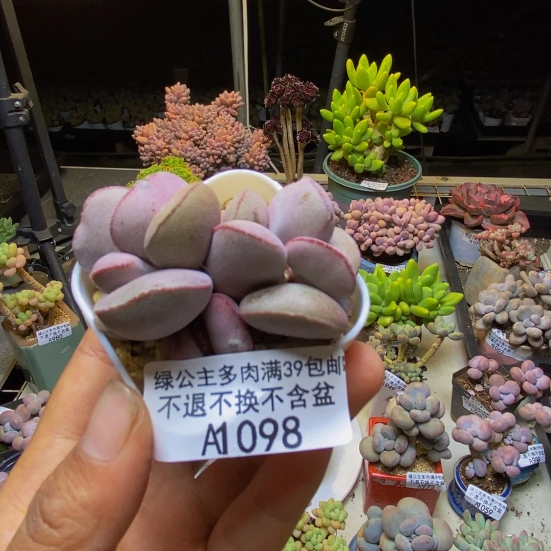 098小红蛋多肉5cm