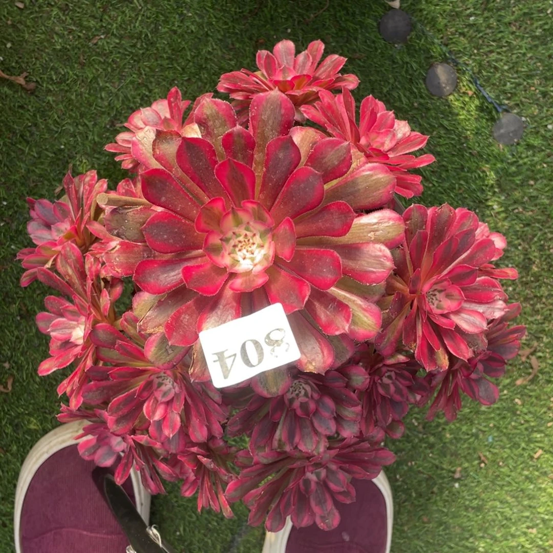 804精品法师红桐超白