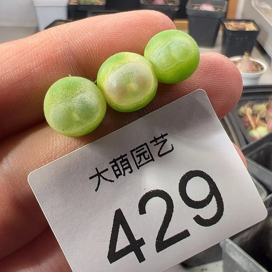 一物一拍。    429