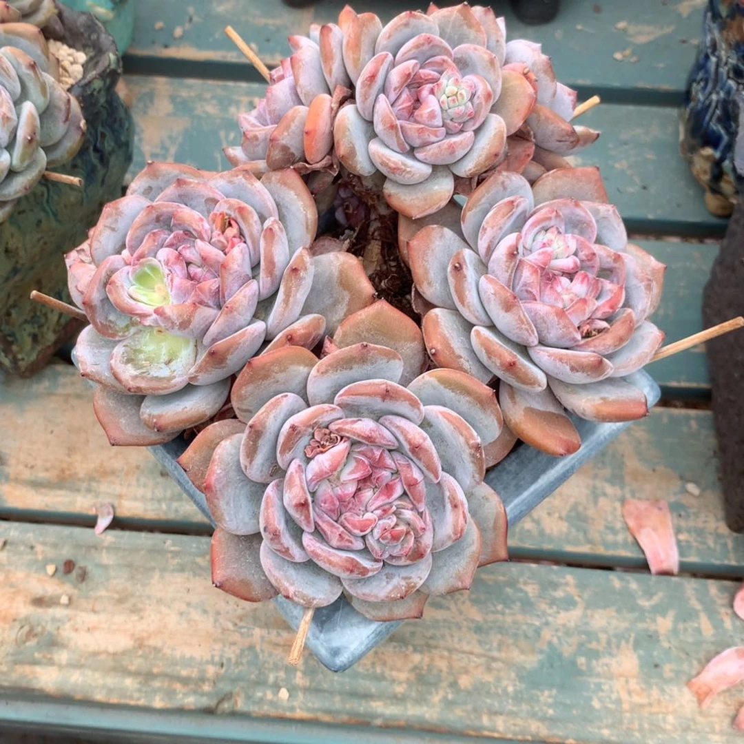 无花朵阿司匹林哈哈哈哈哈哈