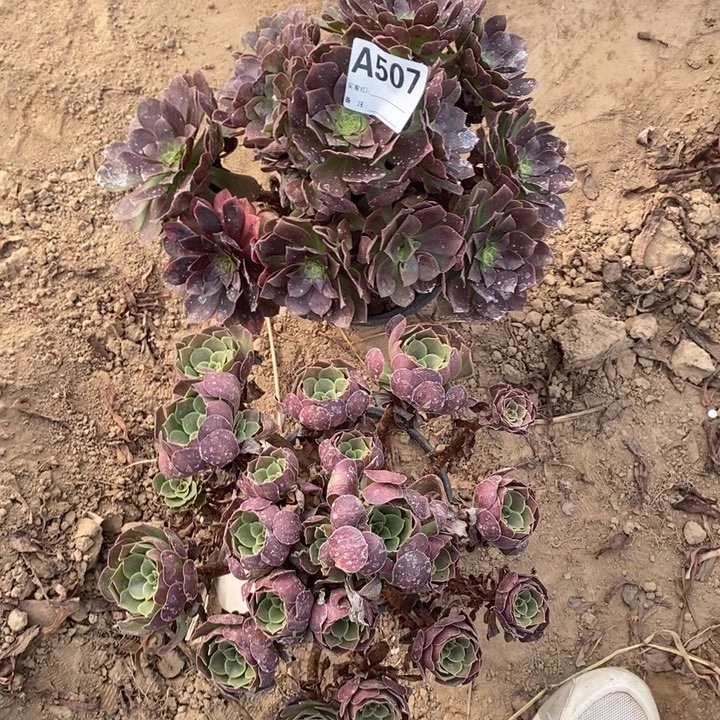 完全开放507组合套餐多肉植物