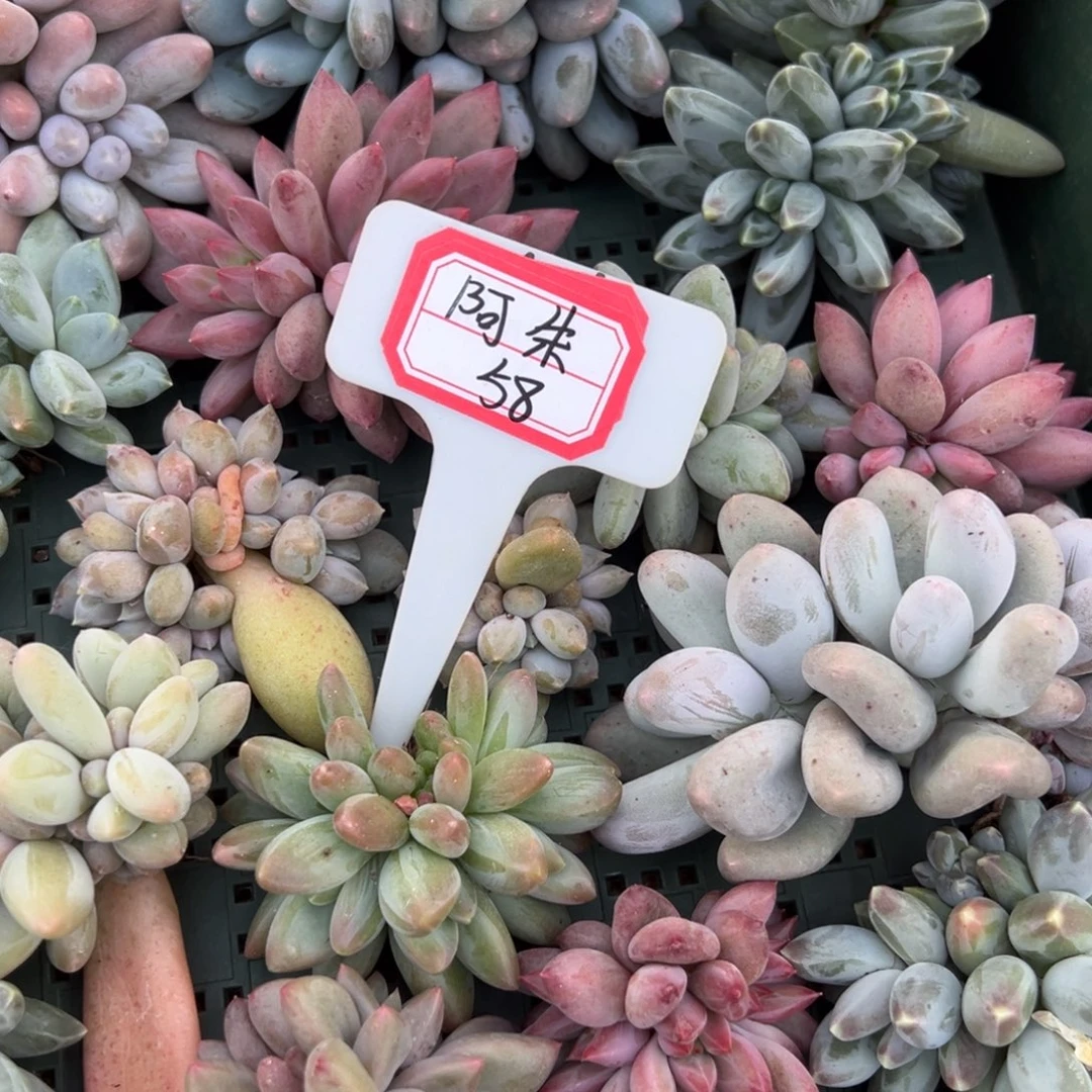 阿***啊阿朱58。