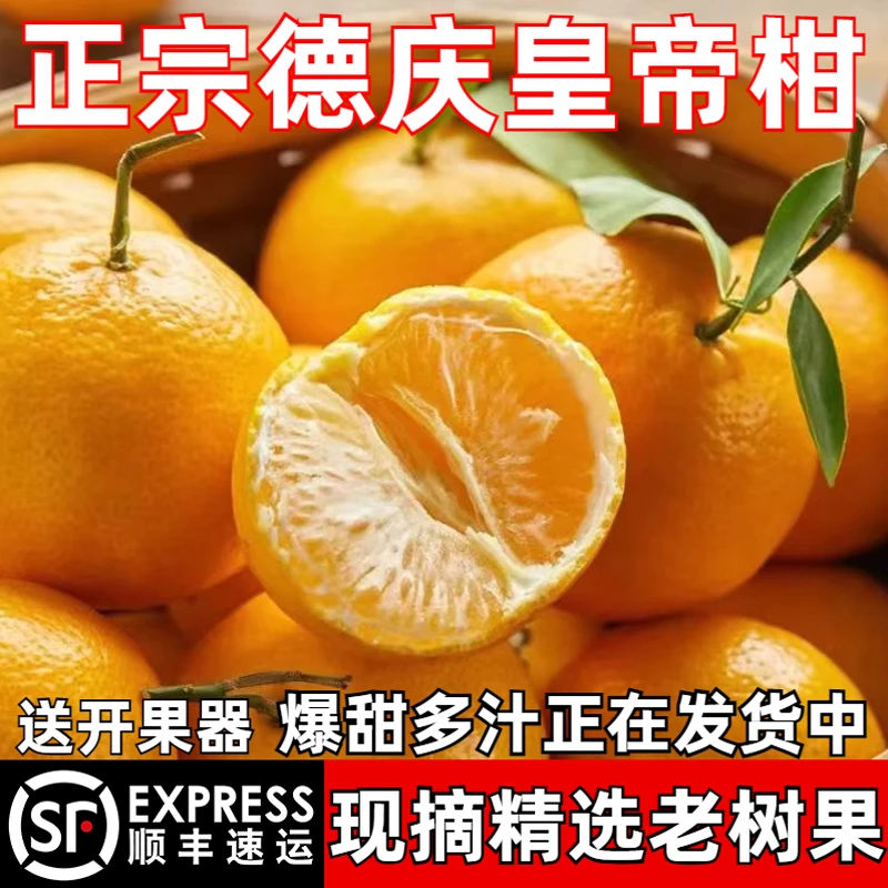 正宗德庆皇帝柑广东贡柑橘桔子孕妇当季新鲜水果整箱5斤/10斤包邮