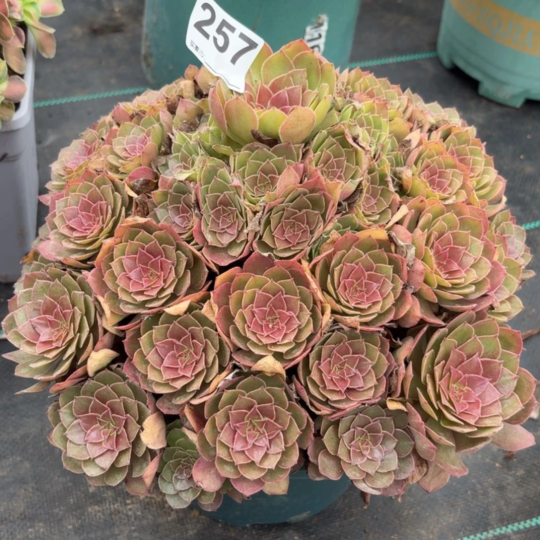 257红魔多肉植物发货