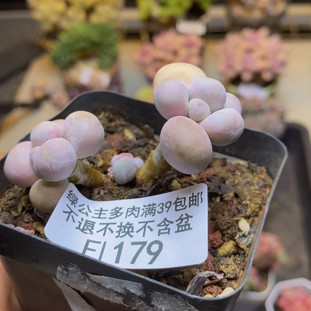 179橙奶多肉肉3c