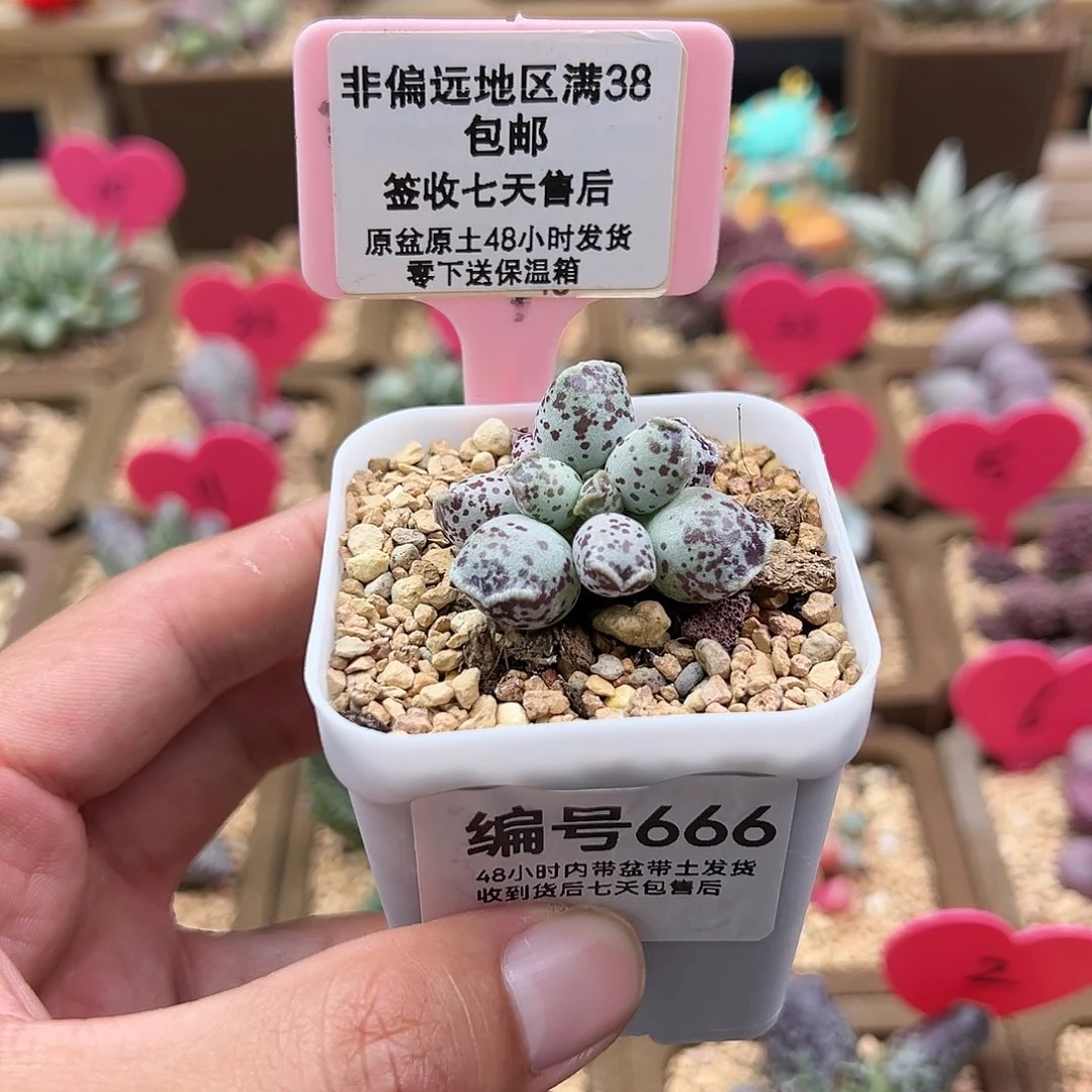 柒*666达摩海豹多肉植物