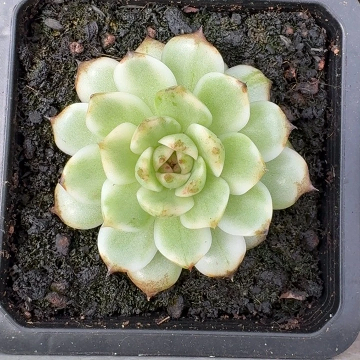 潜力股黑水晶一物一