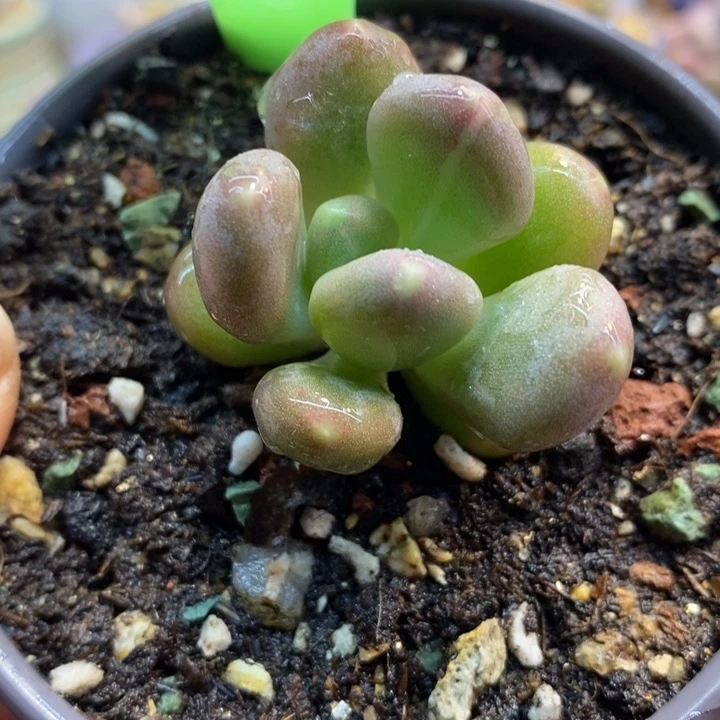 隼346号奶杂锦，加菲猫杂交锦啊啊啊