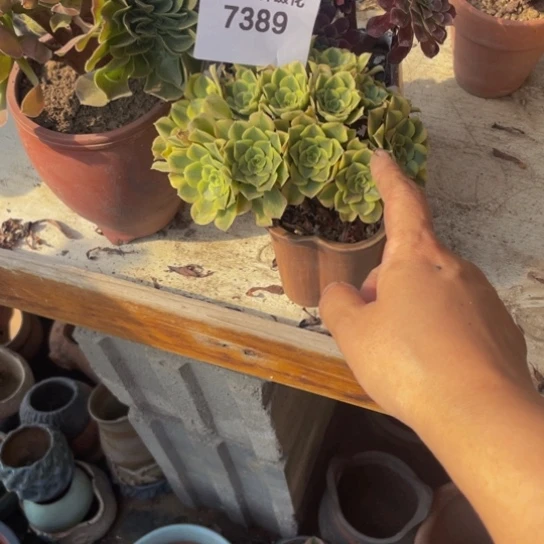 观***望7389，7390，原盆发货，送玫瑰