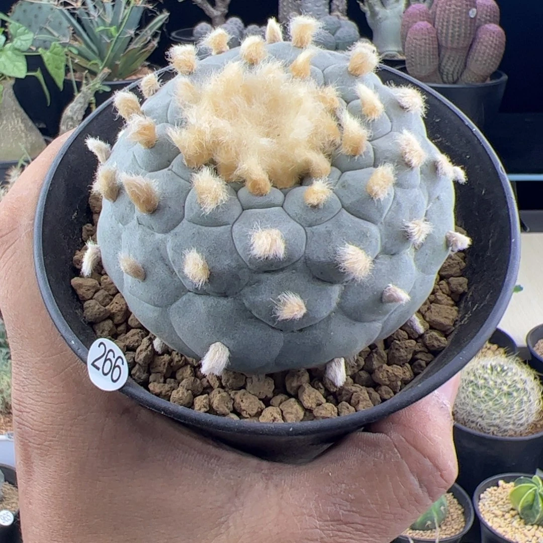 草球实生7.6一物一拍