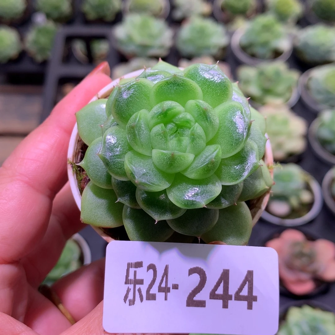 乐然24-244 珍妮新品