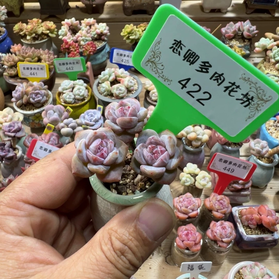 甜****422星影3头老桩带盆土发
