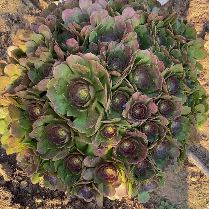 无***肉万圣节一颗超大多肉