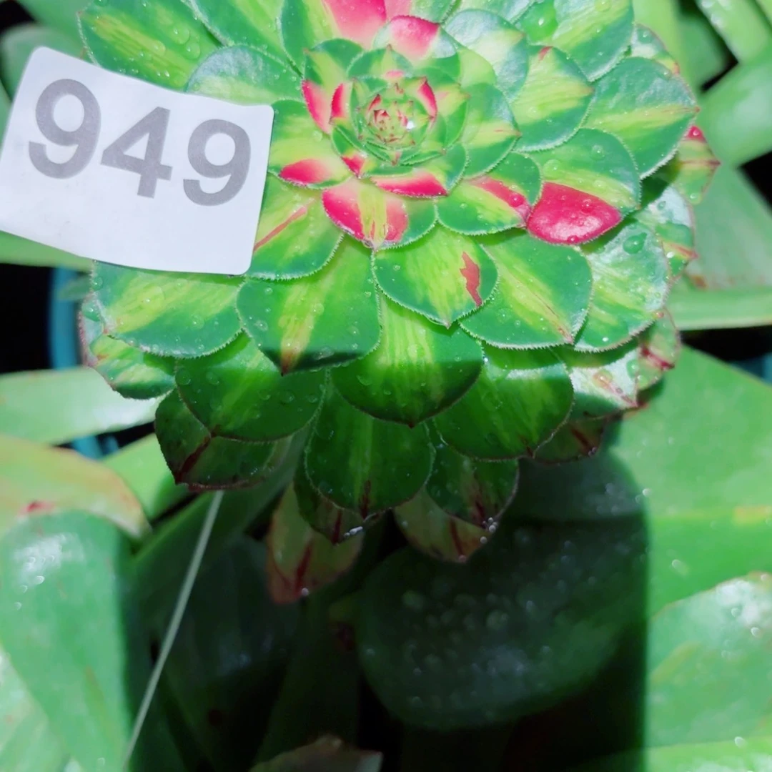 嗯949 号多肉法师特价砍头