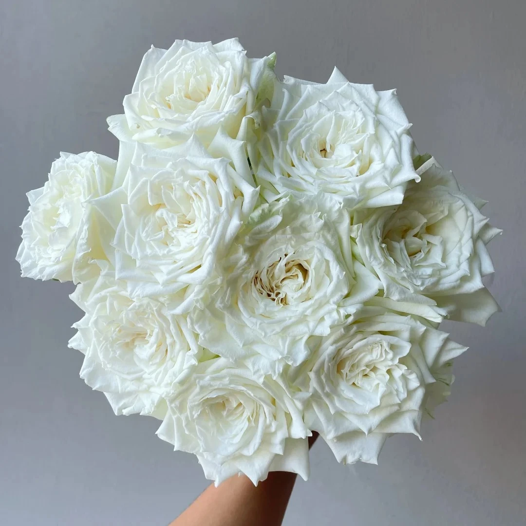 坦尼克玫瑰10枝 鲜花 收到需醒花 云南基地直发 揽收无法退款