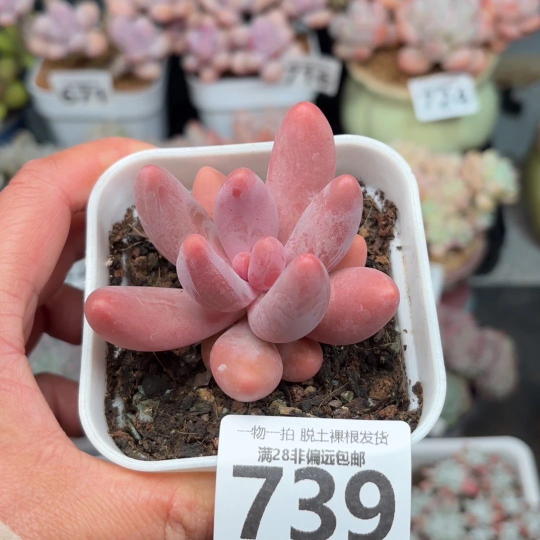 红手指无盆土发货