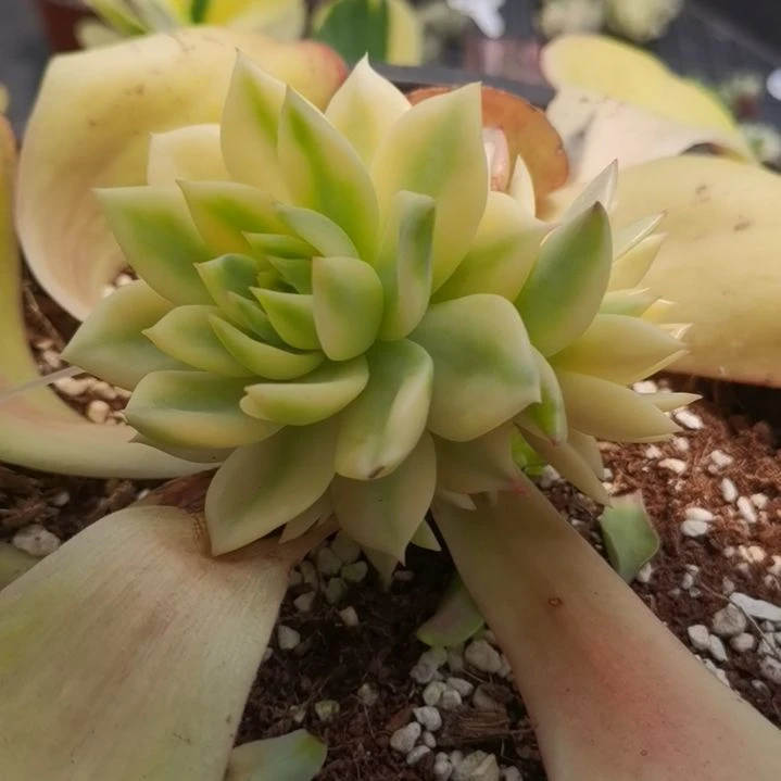 弗兰克白覆轮锦群带嫁木发