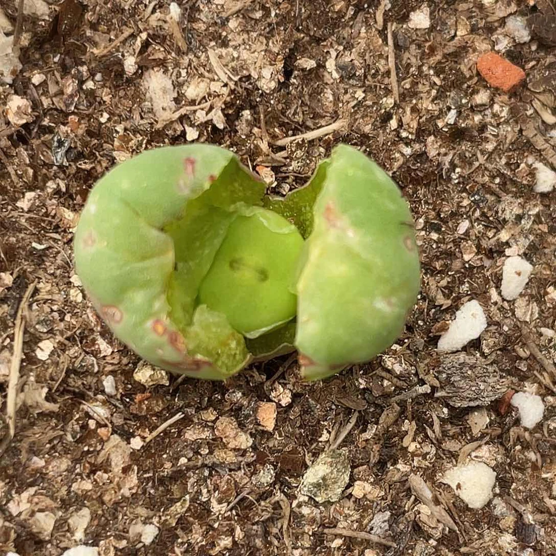 22-99嘴多肉植物