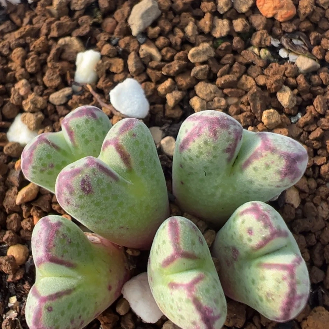 83多肉植物百科植物