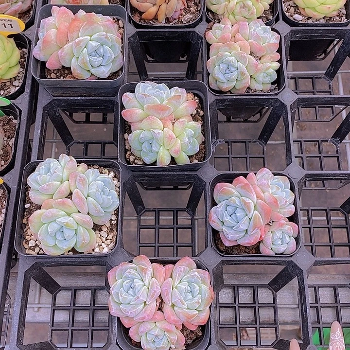 福利冰玉一颗默认散量拍