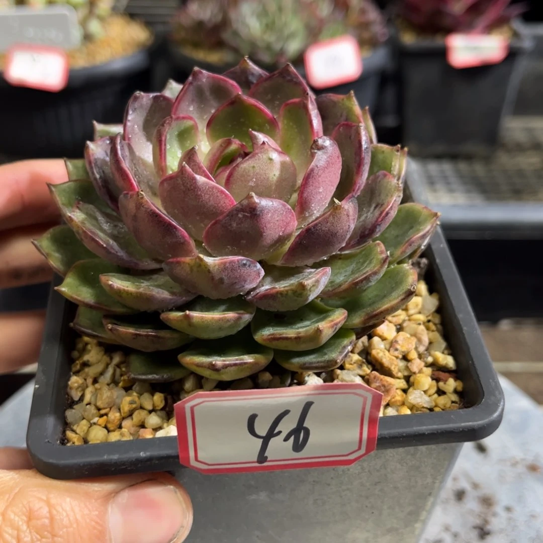 46号紫水晶只发新疆