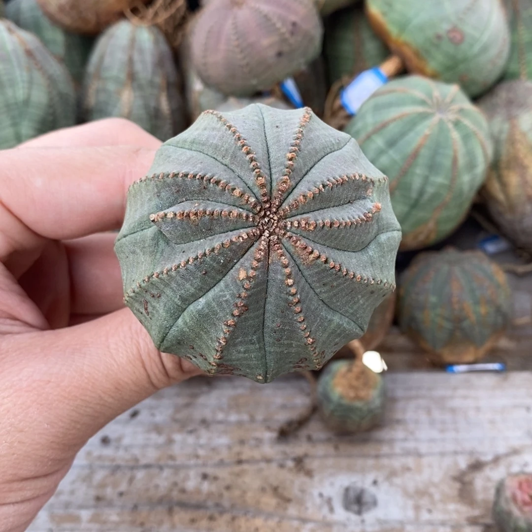 11 欧系实生布纹球多肉植物