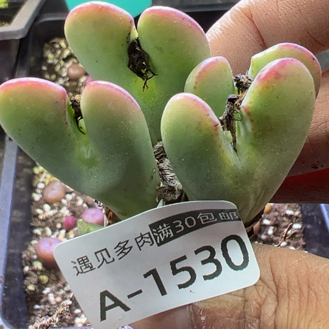多肉植物111111111111111