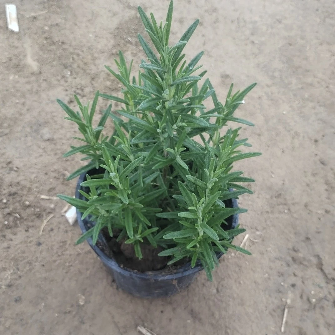 迷迭香盆栽驱蚊虫带香味净化空气绿植