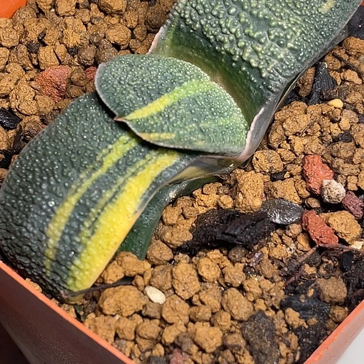 卧牛锦一物一拍福利1