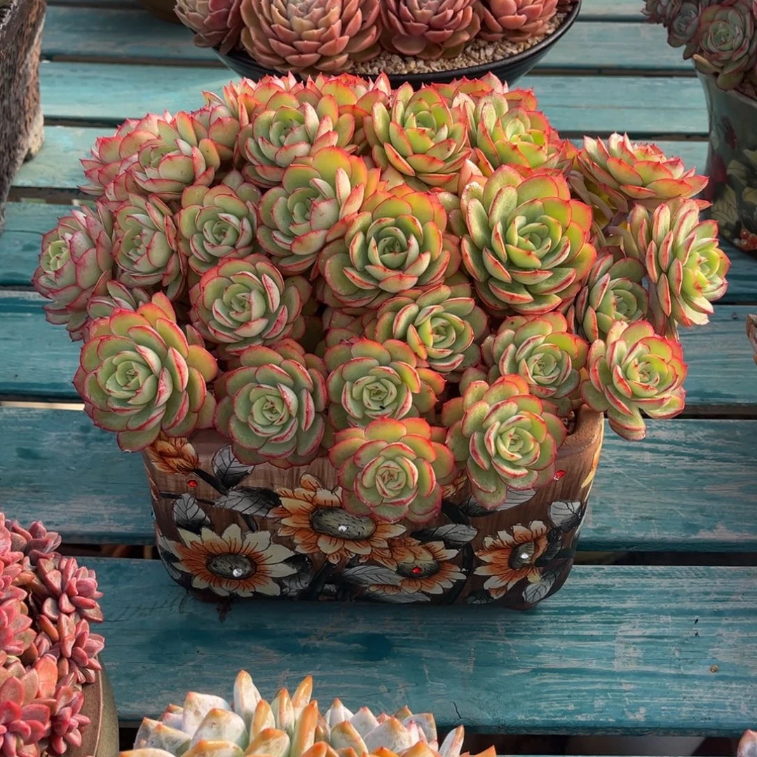 牡丹亭朵朵一物一拍