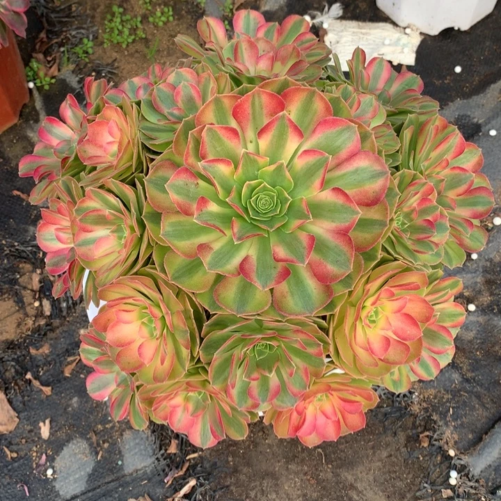 不包损350号雨荷老桩