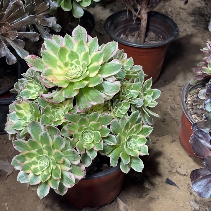 多肉植物法师海王50