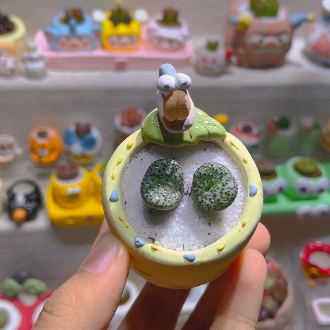 052高端多肉带盆土一套45