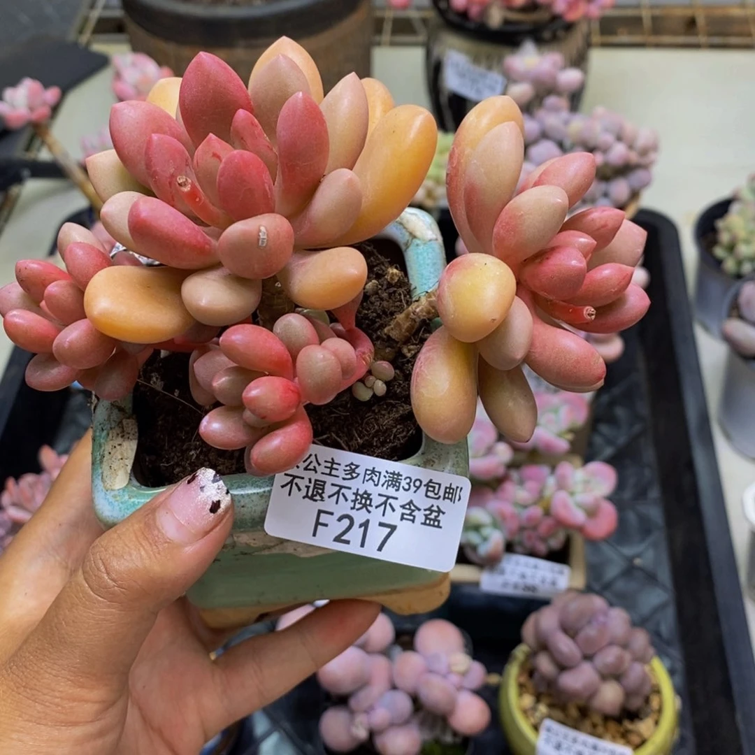217先锋派多肉8cm