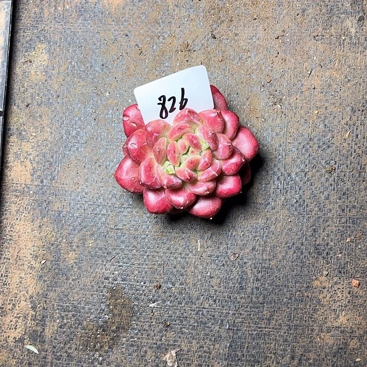 美*826//////////////