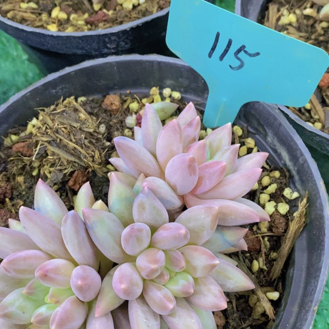 开心多肉，破价专场，今天不对比价格，