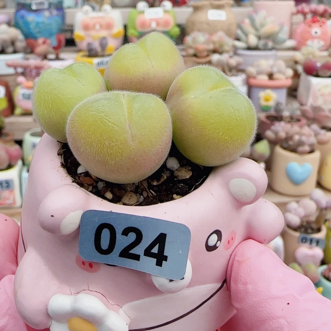 肥肥毛翠 盆口4cm