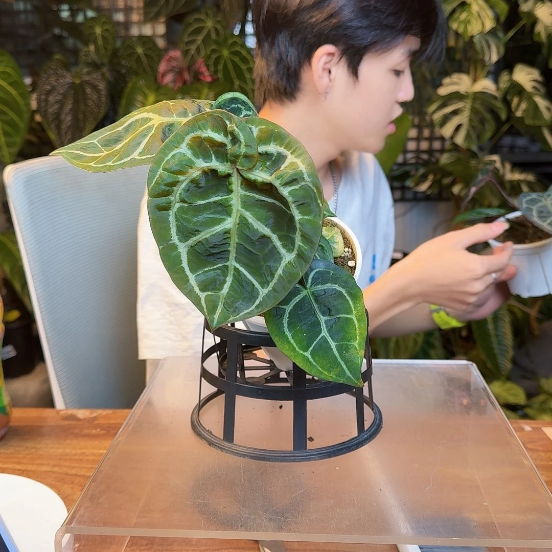 完全开放P20红水晶杂铜锣烧