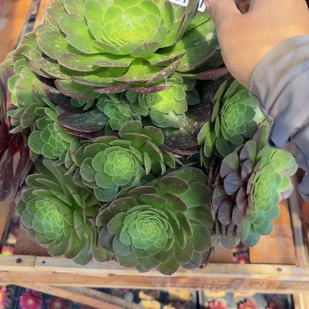 无花朵751多肉植物捧花的