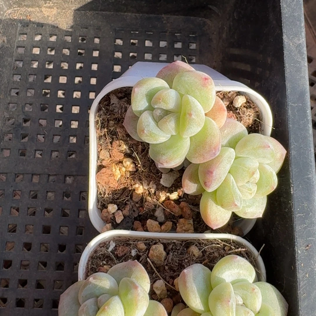 42 号到手1框，江北多肉