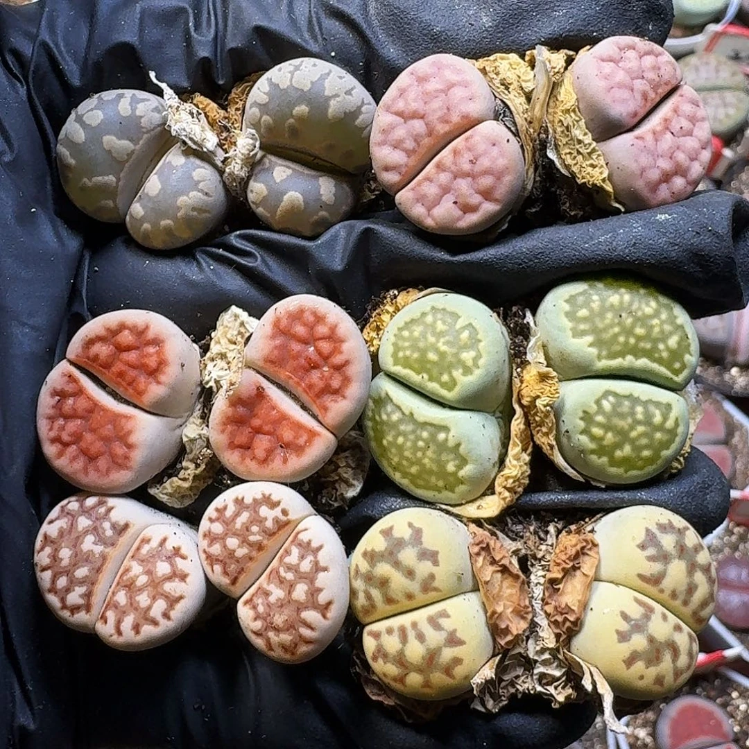 生石花111111。   218