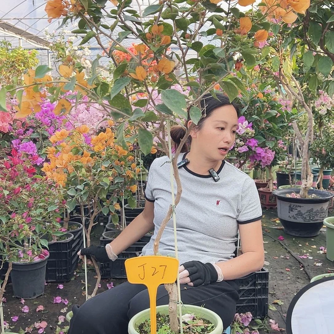 A***n大部分花苞少量开放J27