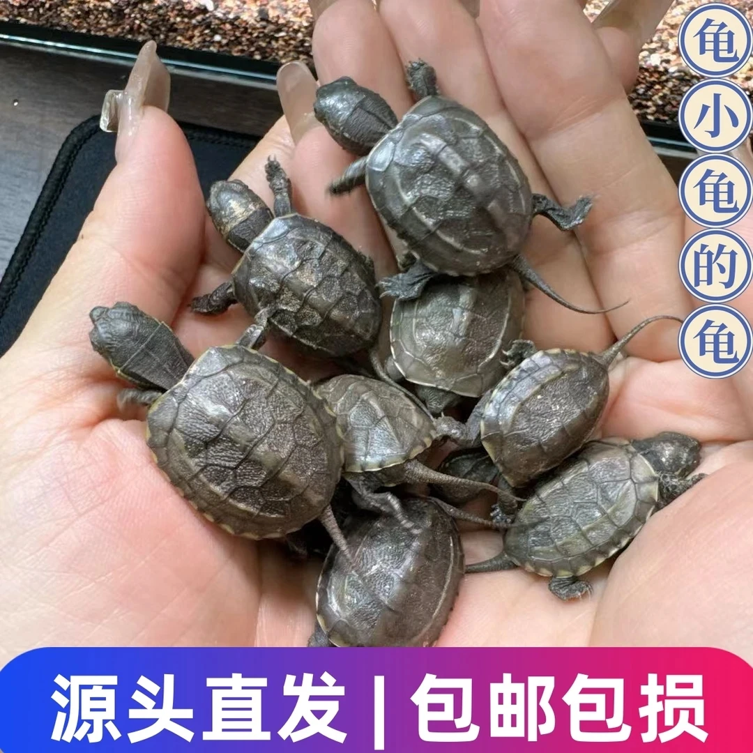 活体顶墨苗中华草龟黑腹全墨小乌龟宠物外塘浅水观赏冷水龟苗