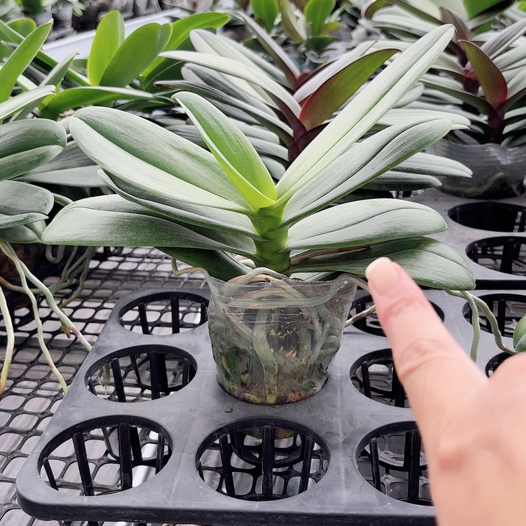 无花朵白天鹅高品质2颗