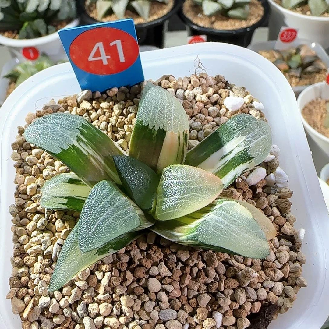 41号朱庇特克锦一物一拍带盆土