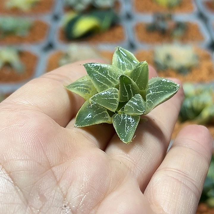 箐***箐十二卷多肉实生锦