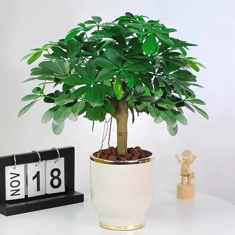 5年老桩鸭脚木盆栽八方来财树四季常青桌面防辐射花卉盆景发财树.