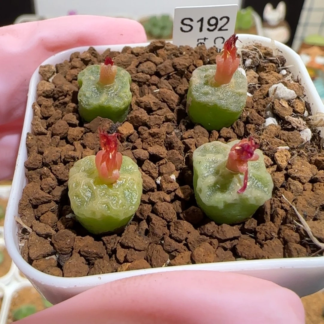肉锥多肉植物组合-方烧1779一盆