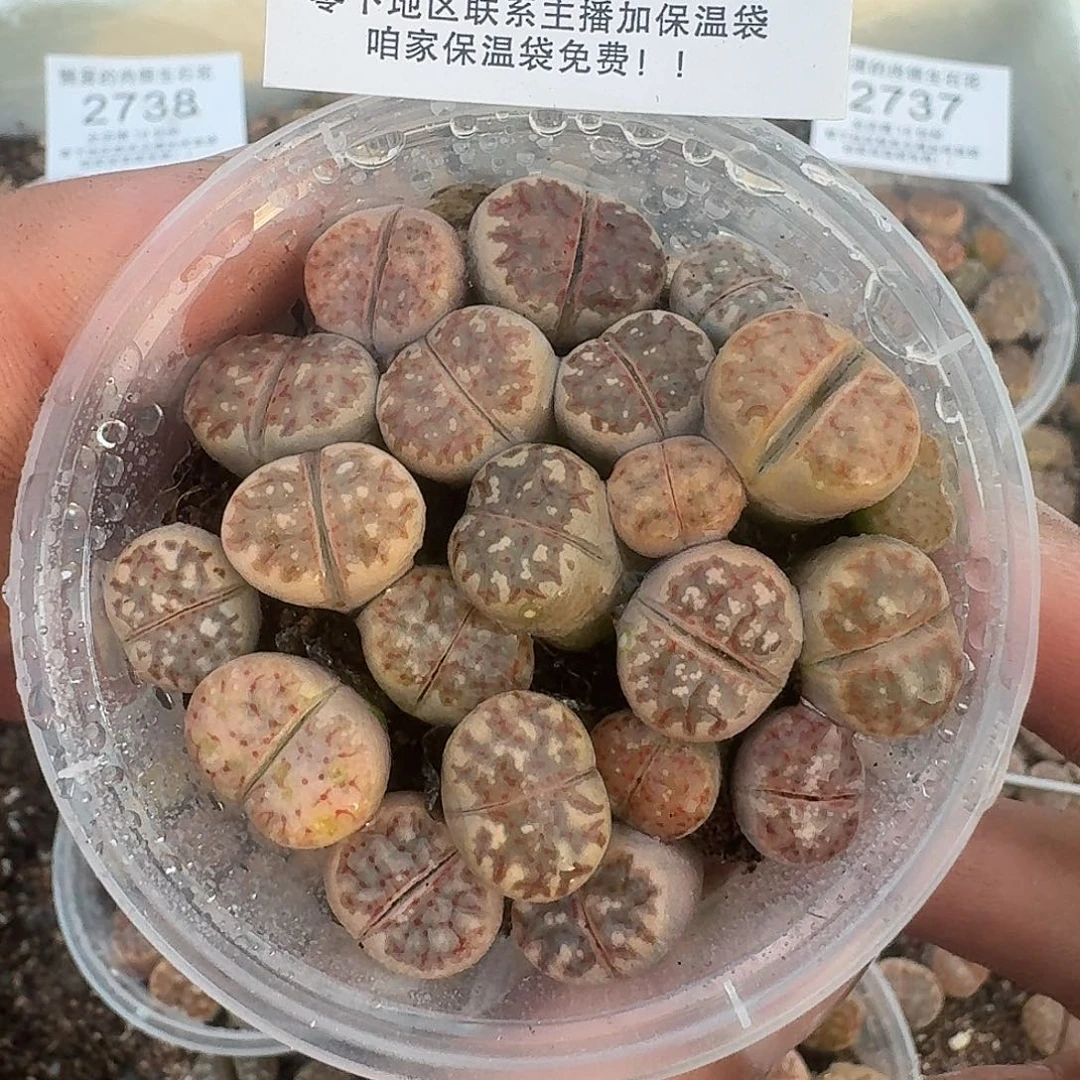 2740 哈哈哈哈哈哈哈哈